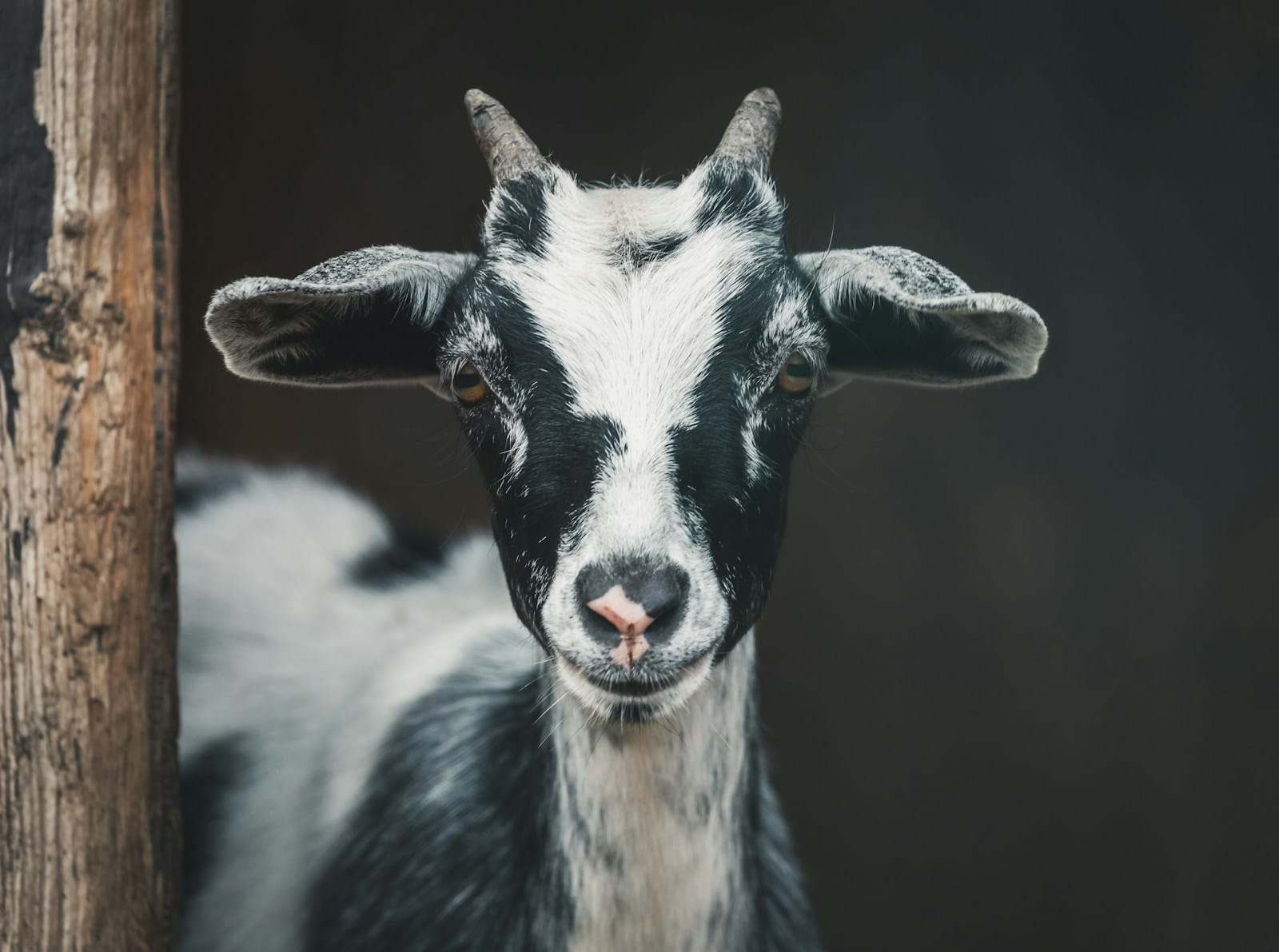 DIY Homestead Livestock Projects: Guide To Succeed At Home 1 livestock-projects