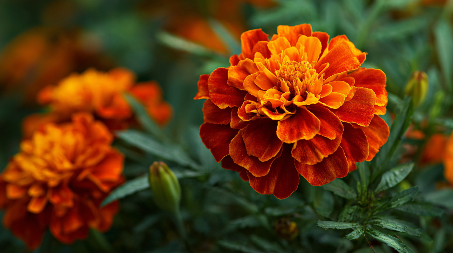 How to protect your garden from wildlife