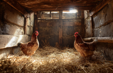 Starting a backyard chicken coop for eggs