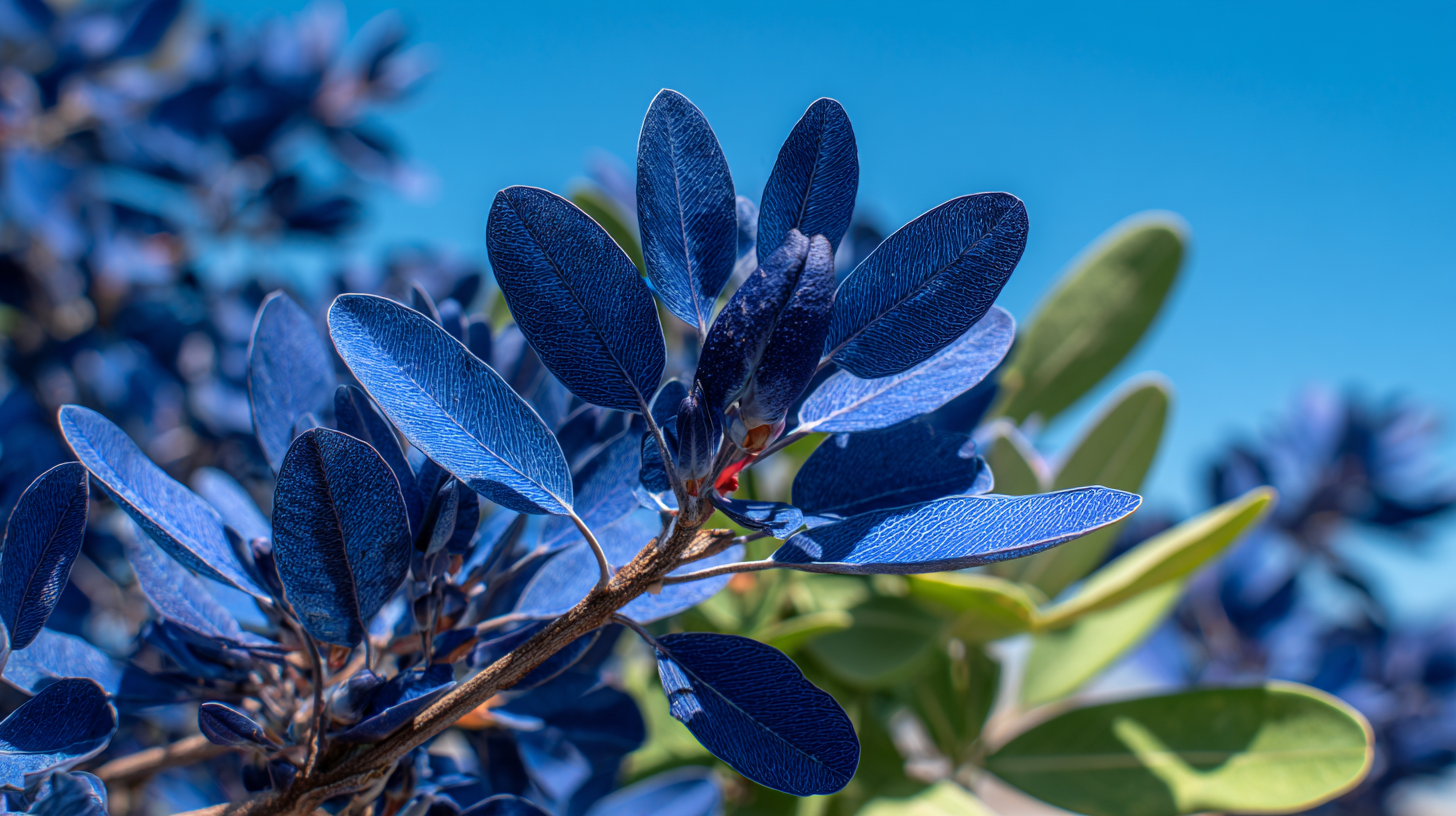 Creating a natural dye garden for crafts
