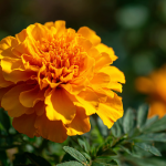 Creating a natural dye garden for crafts