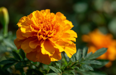 Creating a natural dye garden for crafts