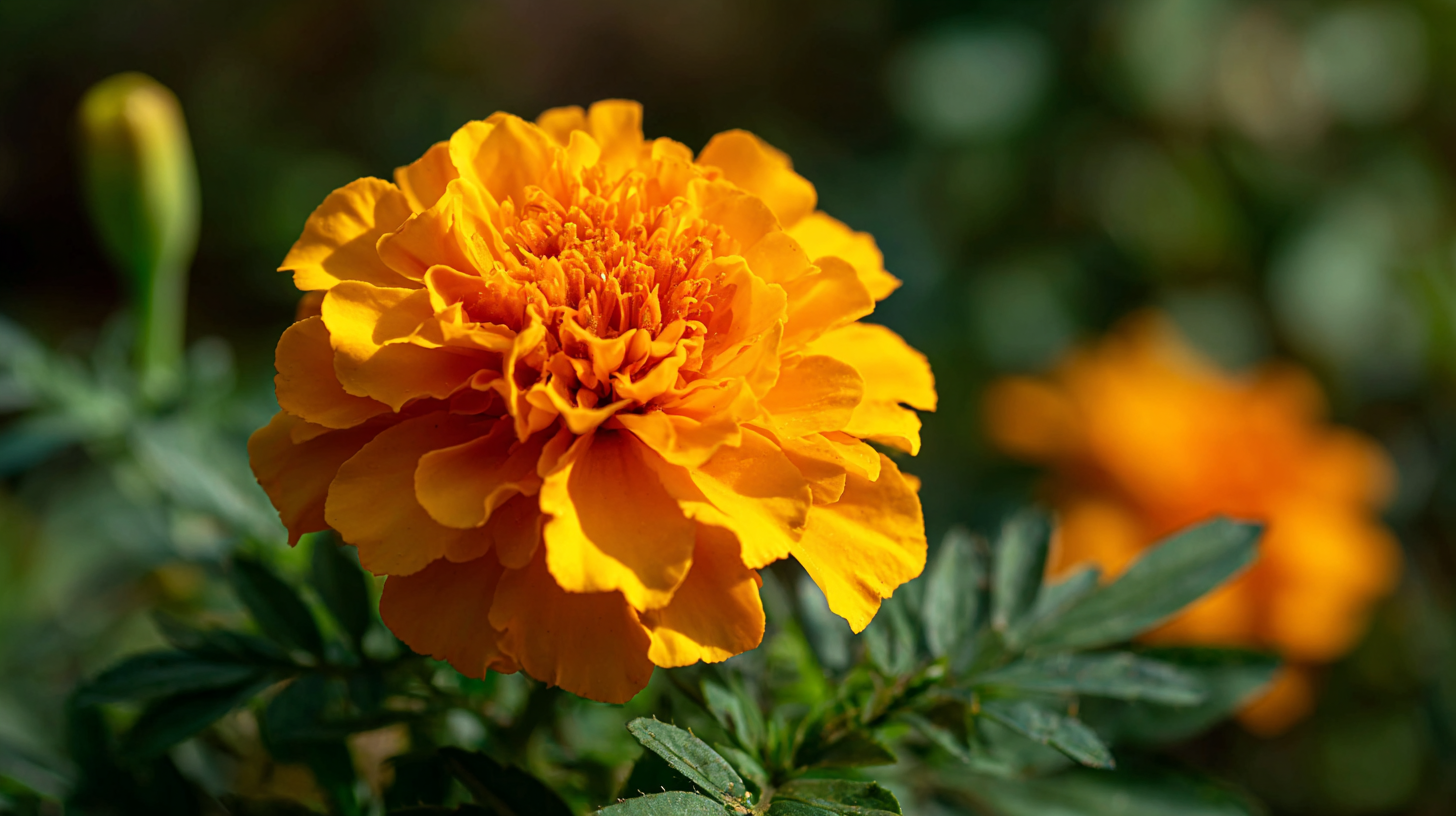 Creating a natural dye garden for crafts