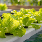 Introduction to hydroponics for beginners