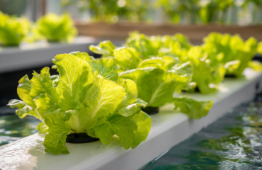 Homestead Inspiration Community - DIY Homesteading Resources 35 Introduction to hydroponics for beginners